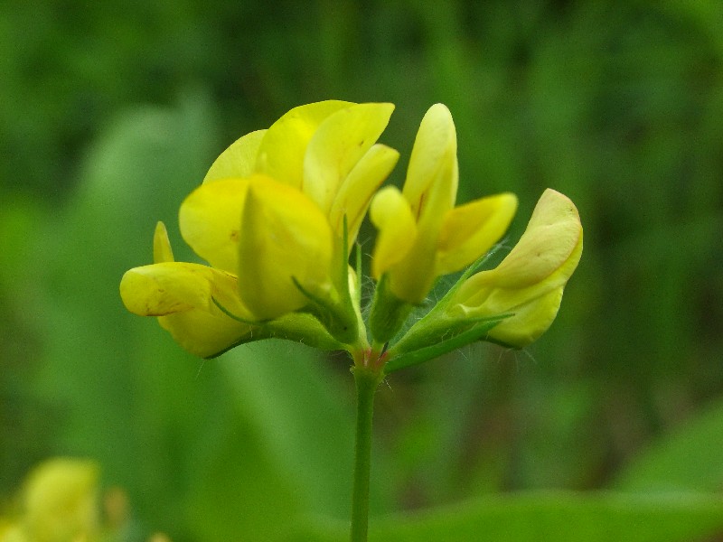 Lotus pedunculatus e Commelina communis